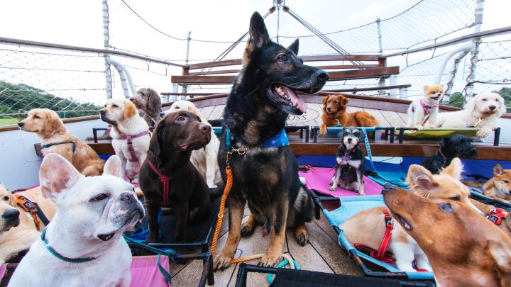 Dog Cruise