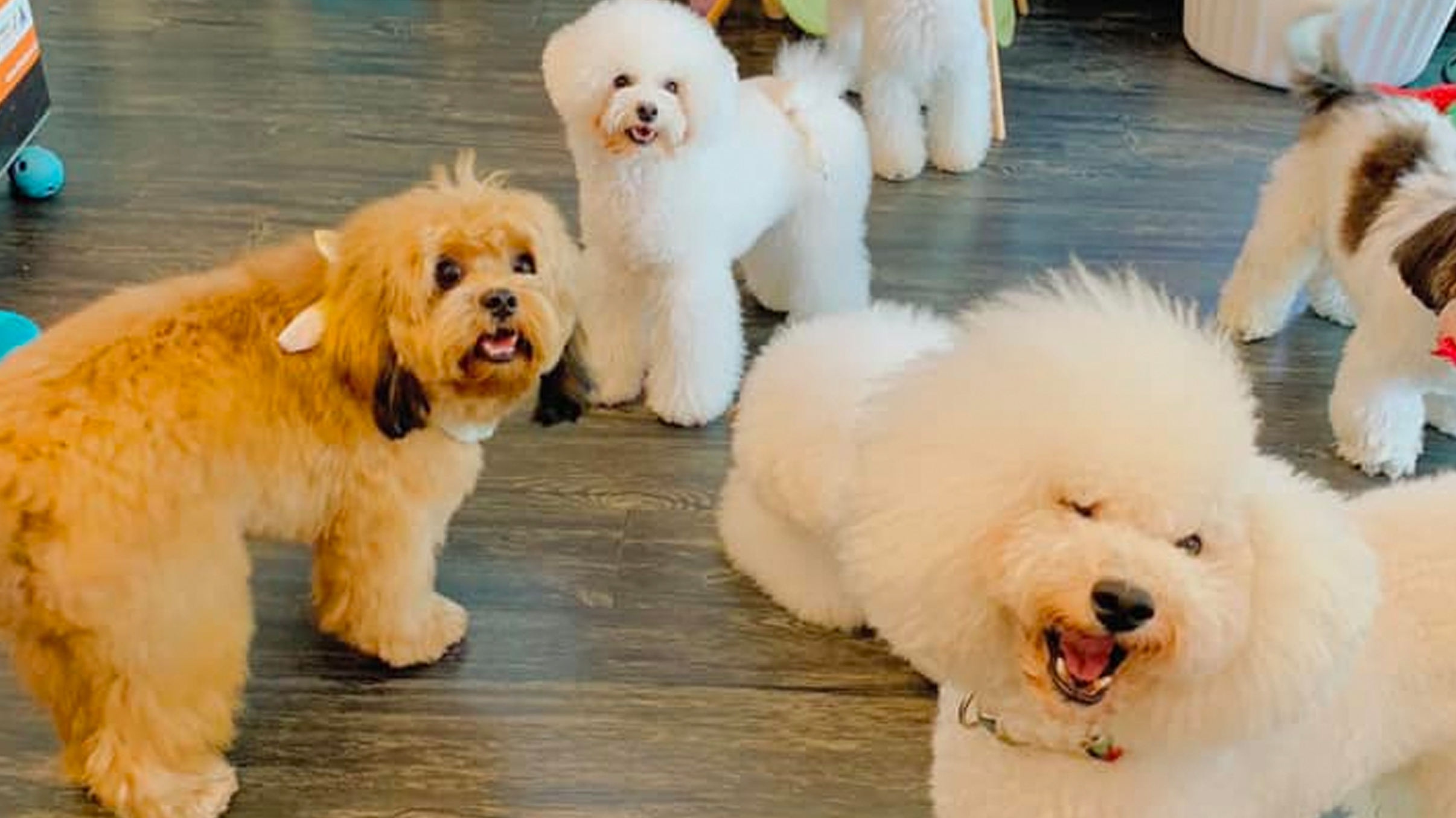 Petpawroni dogs