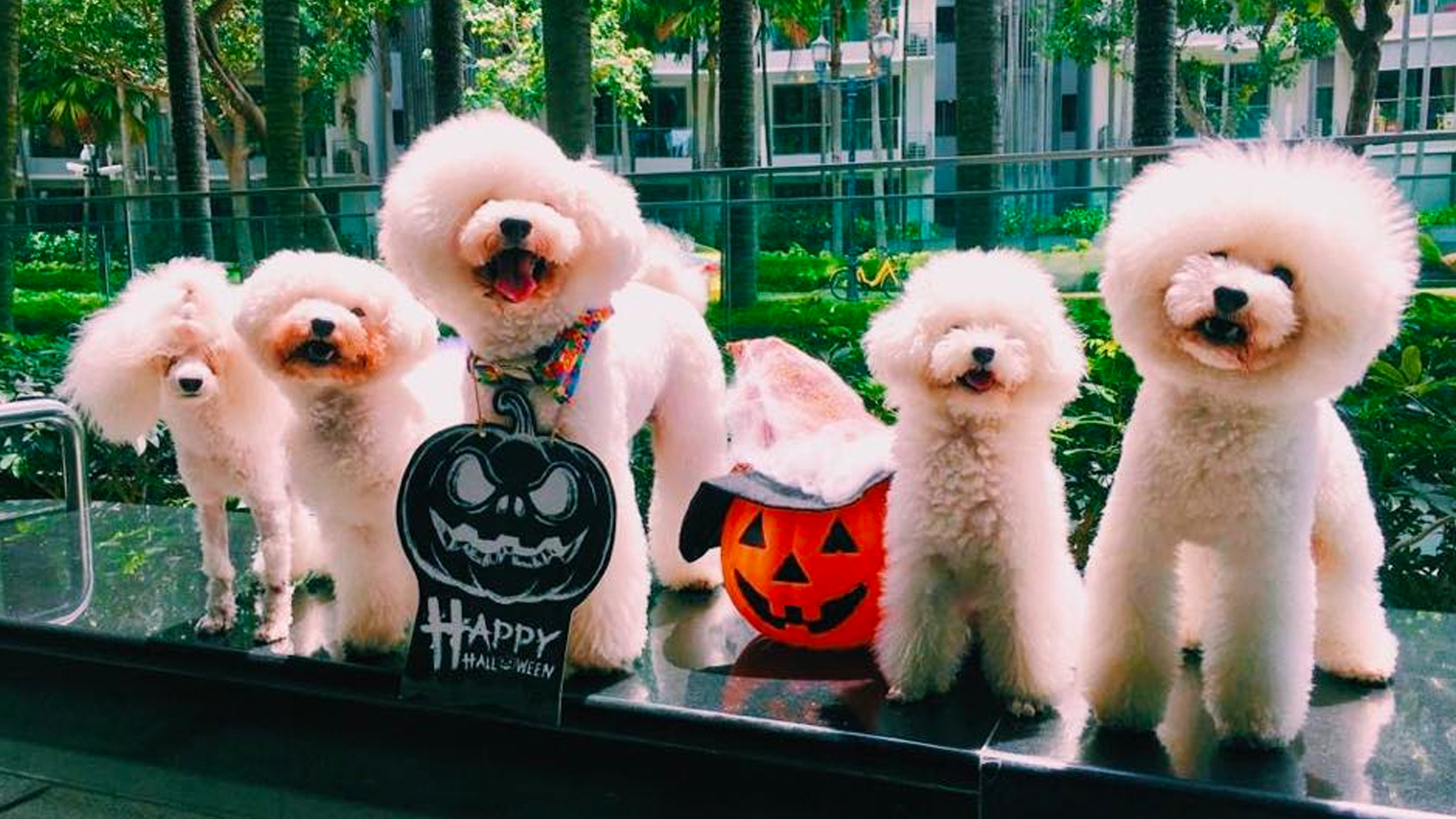 Petpawroni  poodles