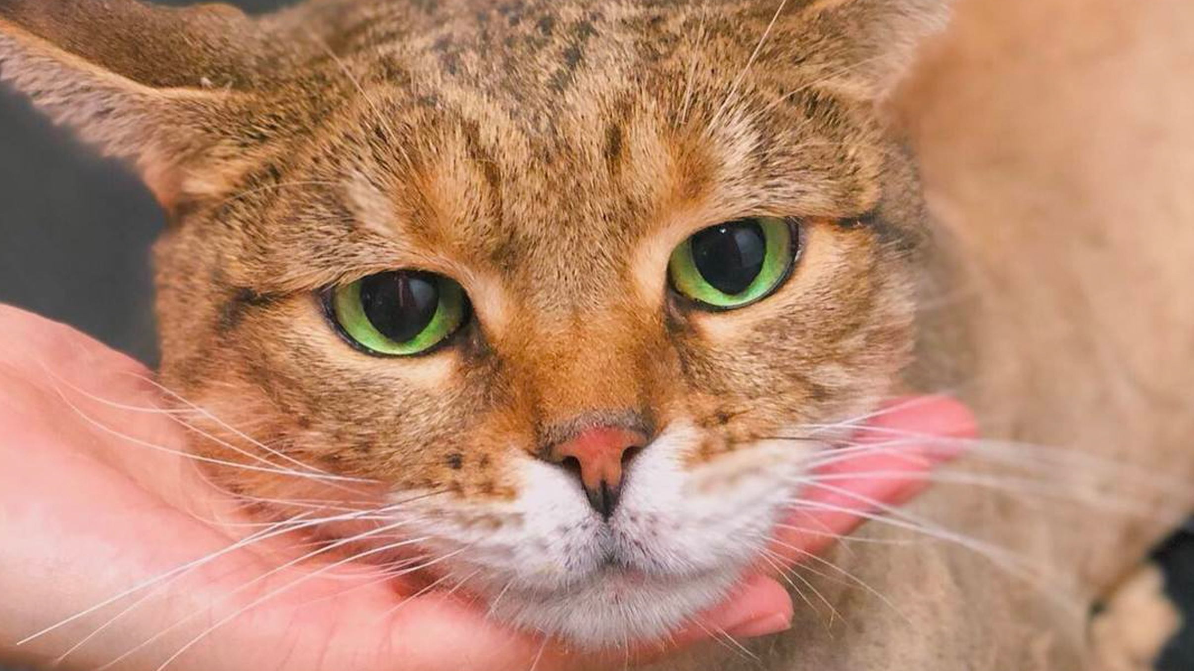Petpawroni  cat